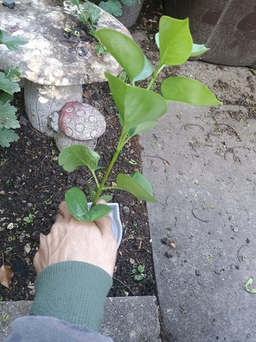 Russian lilac tree - russian, tree.