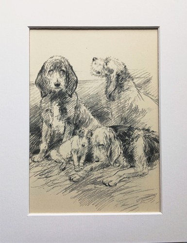 Otterhound dog vintage - , sketch