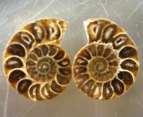 Matched ammonite fossil pair - matched,