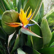 Strelitzia Bird of Paradise