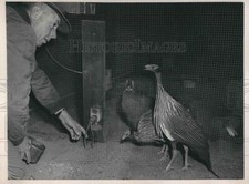1949 Press Photo Man Points to