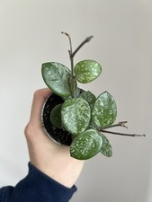 Hoya Mathilde Splash- 6cm