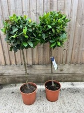 PAIR OF BAY TREES/ LAURUS NOBILIS IDEAL HERB FOR COOKING STANDARD BAY TREES