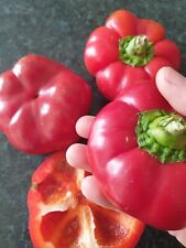 Flat Red bell pepper, organic seeds, Romanian Gogosari, greenhouse & allotment