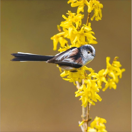 Blank card rspb long tailed - blank,