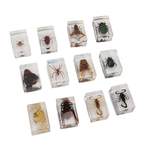12x real bug specimens - real,