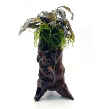 Bucephalandra Biblis on