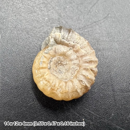 Charmouth promicroceras - charmouth,