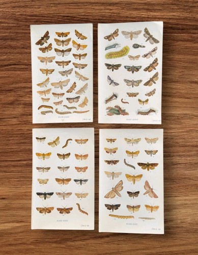 Antique 1900 british moths - antique,