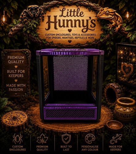 Jumping spider enclosure - jumping,