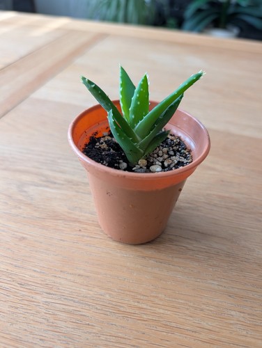Spiky aloe plant - aloe,