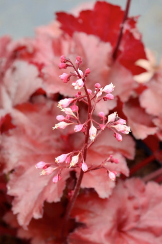 Heuchera forever red - heuchera,