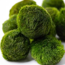 Marimo moss balls - marimo,