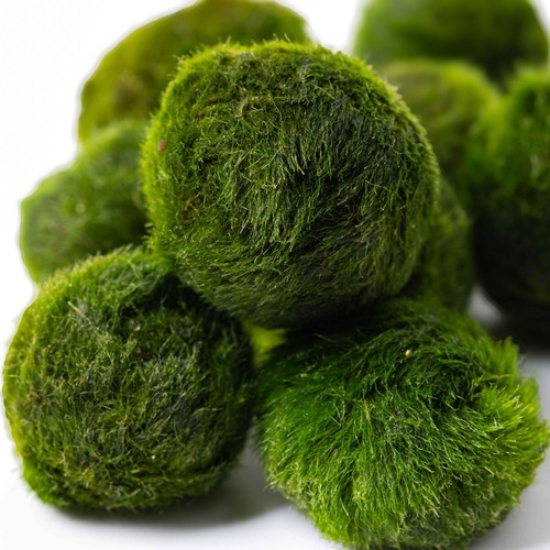 Marimo moss balls mix - mix, 5