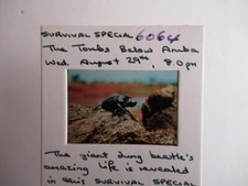 Giant Dung Beetle   slide