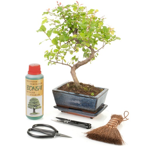 Shaped stem bonsai tree - s-shaped,