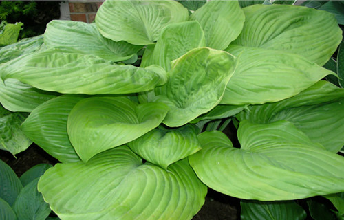 Hosta sum and substance - sum, plant