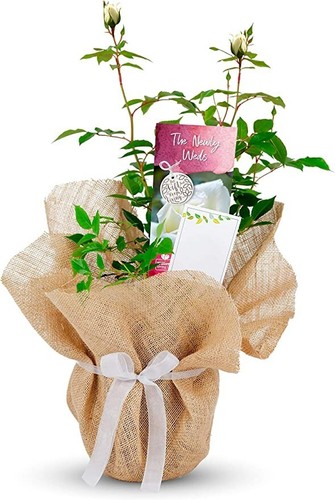 Newly weds rose bush - -, wedding
