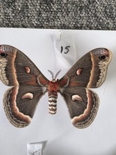 Hyalophora Cecropia Robin Moth