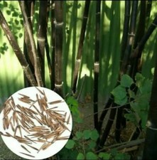 12 Seeds Phyllostachys nigra Black Bamboo  Fresh Garden plant seeds