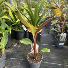 Ensete ventricosum maurellii - ventricosum,