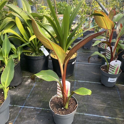 Ensete ventricosum maurellii - ventricosum,