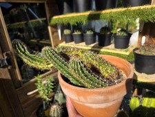 Aporocactus flagelliformis