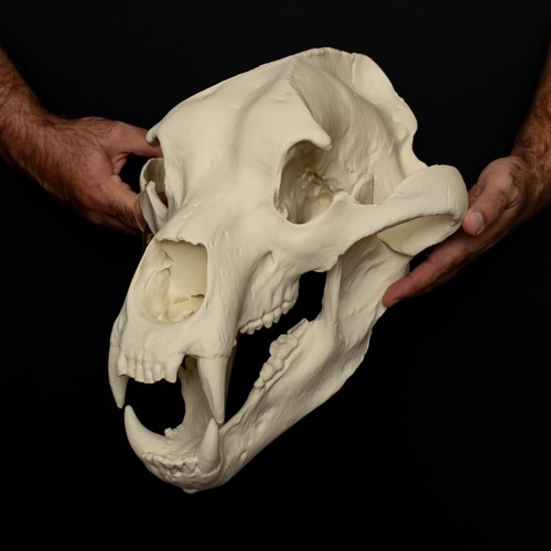 Bear skull replica life size - bear,