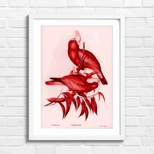 Rose pink cockatoo bird - rose,