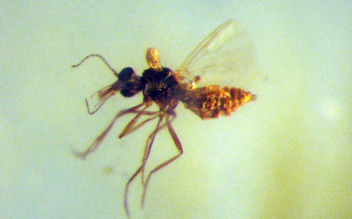 Cretaceous amber fossil - cretaceous,