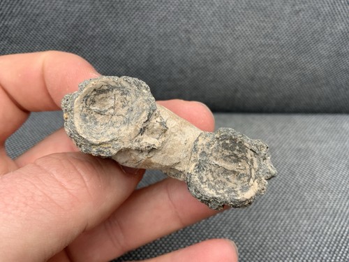 Rare fossil fish bone - bone, 2x