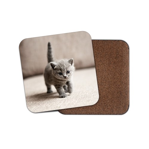 British shorthair kitty - british,
