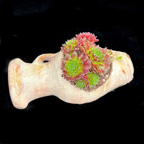 Sempervivum red house leek