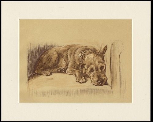 Irish terrier vintage - terrier,