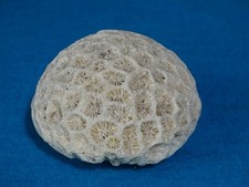 Beautiful Large Brain Coral