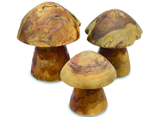 Teak root mushroom - root,