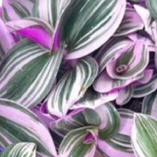 2 х Tradescantia Nanouk Wandering Jew Trailing House Plant -Well Rooted Cuttings
