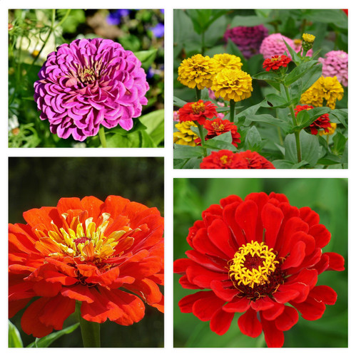 Zinnia dahlia flowered mixed - dahlia,
