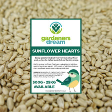 Gardenersdream sunflower - gardenersdream,