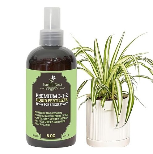 Gardennova spider plant - spider,