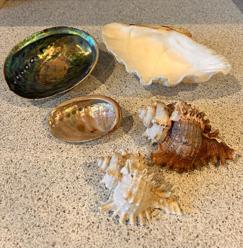 Mixed natural seashells incl - natural,