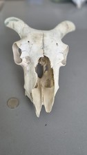 1980s REAL N.IRISH SHEEP SKULL