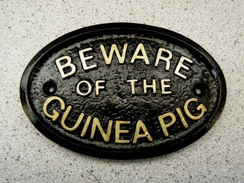 Guinea pig beware - guinea, door