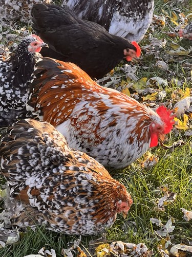 Bantam cochin smooth - bantam, frizzle