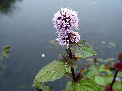 Stems water mint mentha - x,