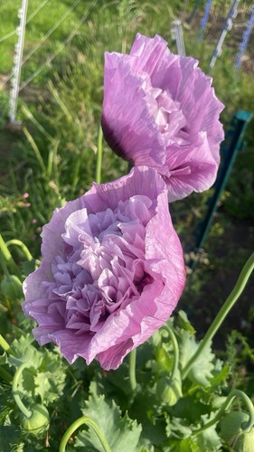 Mixed poppy purple - mixed, (papaver),