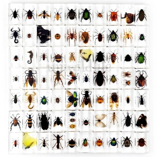 Pcs real insect specimen - 30,