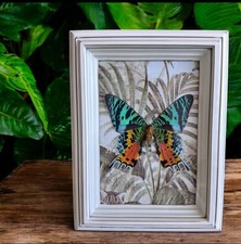 Madagascan Sunset Moth Urania