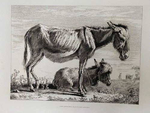 Georgian etching 1822 donkeys - etching,