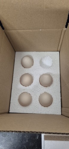 Set pekin bantam ovals - ,